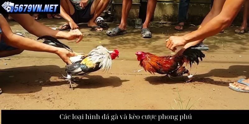 Các loại hình đá gà và kèo cược phong phú