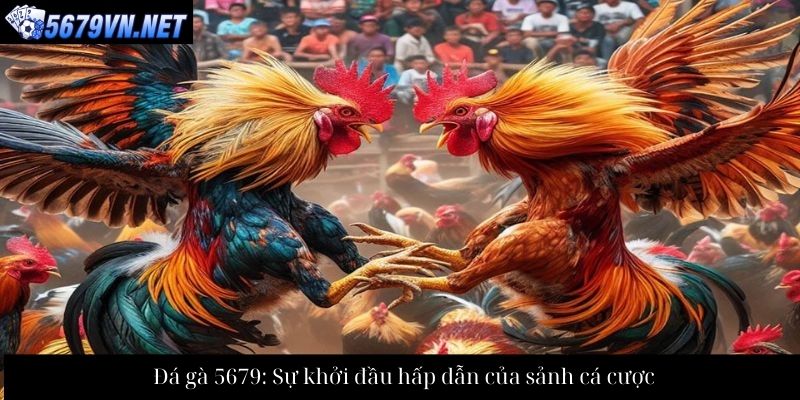 Đá gà 5679: Sự khởi đầu hấp dẫn của sảnh cá cược