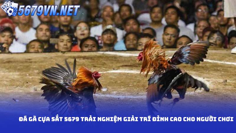 Đá gà cựa sắt 5679 trải nghiệm giải trí đỉnh cao cho người chơi